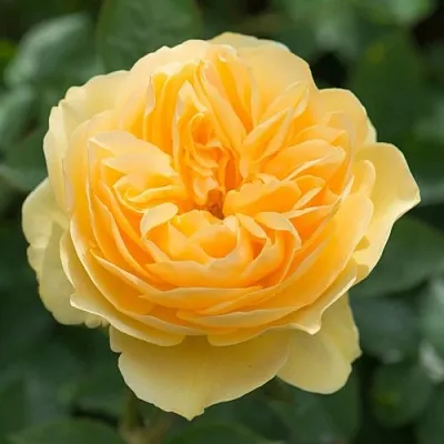 Роза ГРЕХАМ ТОМАС английская  Роза ГРЕХАМ ТОМАС английская в Гродно