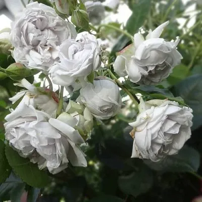 Роза ГРИЗЕЛИС шраб  Роза ГРИЗЕЛИС шраб в Гродно