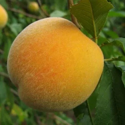 Персик ДОНЕЦКИЙ ЖЕЛТЫЙ  Персик ДОНЕЦКИЙ ЖЕЛТЫЙ в Гродно