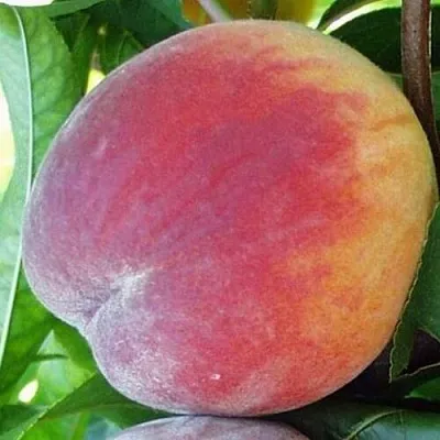 Персик ТОП СВИТ  Персик ТОП СВИТ в Гродно