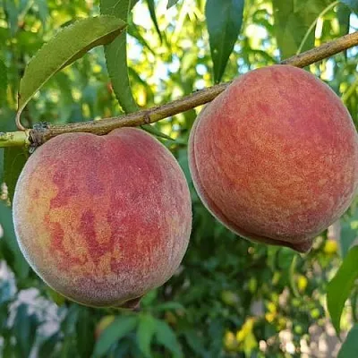 Персик КОНДОР  Персик КОНДОР в Гродно
