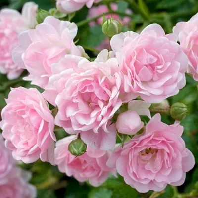 Роза ЗЕ ФЕЙРИ почвопокровная  Роза ЗЕ ФЕЙРИ почвопокровная в Гродно