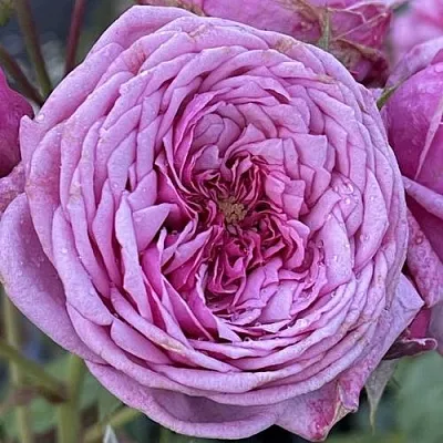 Роза ДЬЮРАНС АНСЬОН шраб  Роза ДЬЮРАНС АНСЬОН шраб в Гродно