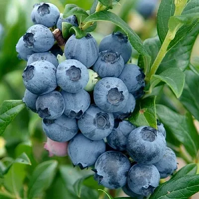 Голубика ХАРДИБЛЮ  Голубика ХАРДИБЛЮ в Гродно