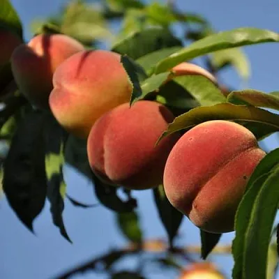 Персик ДАЧНЫЙ  Персик ДАЧНЫЙ в Гродно