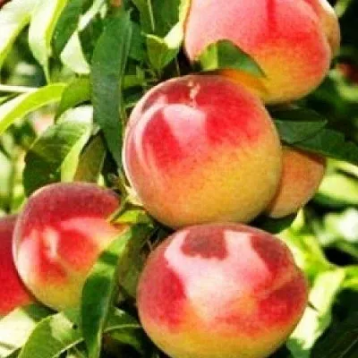 Персик НОВОСЕЛКОВСКИЙ  Персик НОВОСЕЛКОВСКИЙ в Гродно