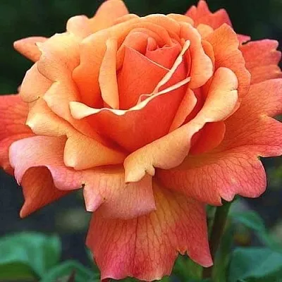 Роза ИЗИ ДАЗ ИТ флорибунда  Роза ИЗИ ДАЗ ИТ флорибунда в Гродно