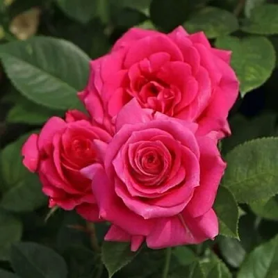 Роза ЛАВ ЛЕТТЕР флорибунда  Роза ЛАВ ЛЕТТЕР флорибунда в Гродно