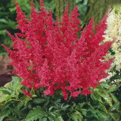 Астильба МОНТГОМЕРИ японская в Гродно