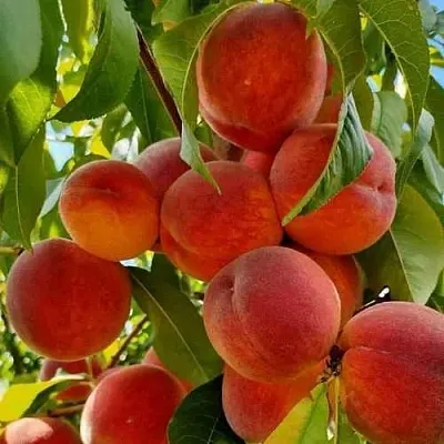 Персик ПОСОЛ МИРА  Персик ПОСОЛ МИРА в Гродно