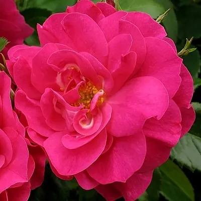 Роза ДЖОРДЖ ВАНКУВЕР флорибунда  Роза ДЖОРДЖ ВАНКУВЕР флорибунда в Гродно