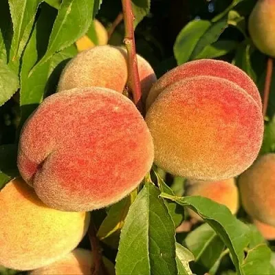 Персик Вулкан Персик Вулкан