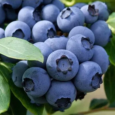 Голубика СПАРТАН  Голубика СПАРТАН в Гродно