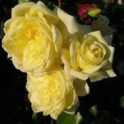 Роза КАЗИНО плетистая  Роза КАЗИНО плетистая в Гродно