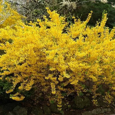 Форзиция ГОЛДЗАУБЕР средняя в Гродно