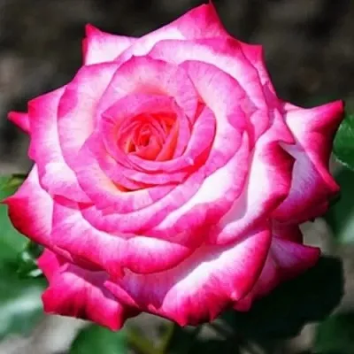 Роза АРИФА флорибунда  Роза АРИФА флорибунда в Гродно