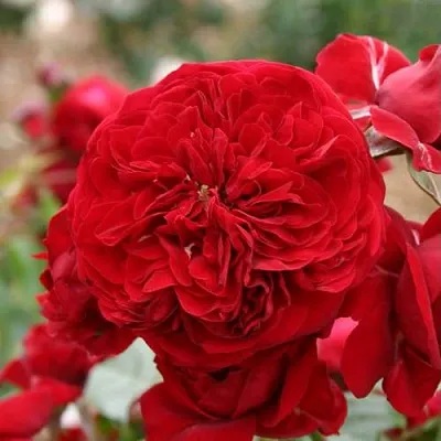 Роза КРАСНАЯ ШАПОЧКА флорибунда  Роза КРАСНАЯ ШАПОЧКА флорибунда в Гродно