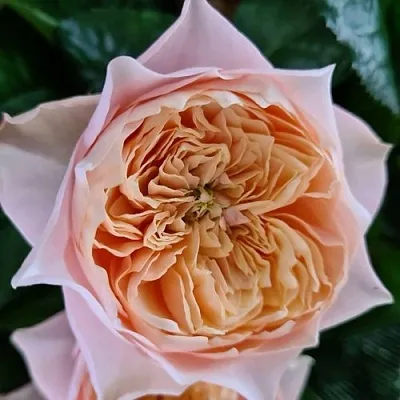 Роза ВУВУЗЕЛА РОМАНТИК чайно-гибридная  Роза ВУВУЗЕЛА РОМАНТИК чайно-гибридная в Гродно