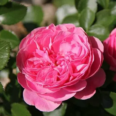 Роза ЛЕОНАРДО ДА ВИНЧИ флорибунда  Роза ЛЕОНАРДО ДА ВИНЧИ флорибунда в Гродно