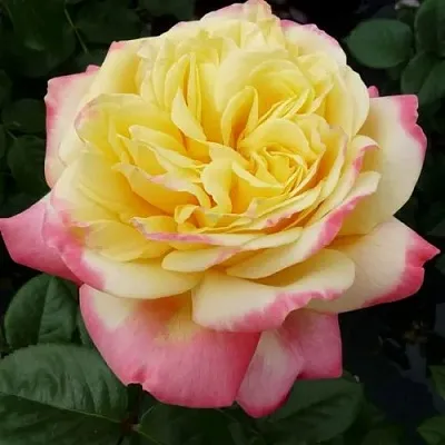 Роза КОРДЕС ДЖУБИЛИ чайно-гибридная  Роза КОРДЕС ДЖУБИЛИ чайно-гибридная в Гродно