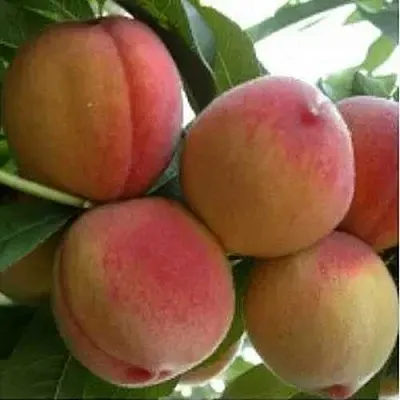 Персик ТУРИСТ  Персик ТУРИСТ в Гродно