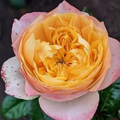 Роза ГОЛДЕН ВУВУЗЕЛА чайно-гибридная  Роза ГОЛДЕН ВУВУЗЕЛА чайно-гибридная в Гродно