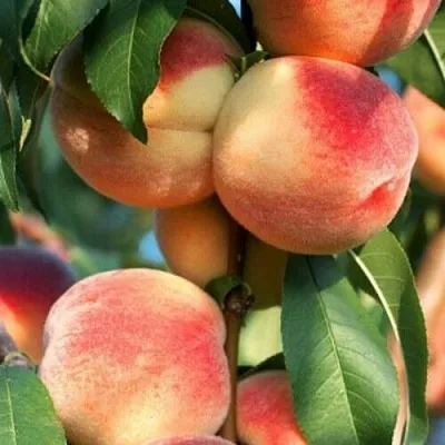 Персик ЛОЙКО 2  Персик ЛОЙКО 2 в Гродно