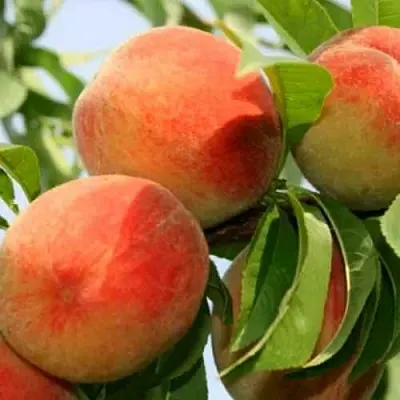 Персик ВАРДЕНИ  Персик ВАРДЕНИ в Гродно