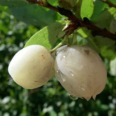 Голубика СНЕГУРОЧКА  Голубика СНЕГУРОЧКА в Гродно