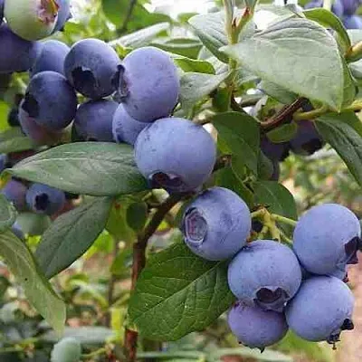 Голубика ХАРРИСОН  Голубика ХАРРИСОН в Гродно