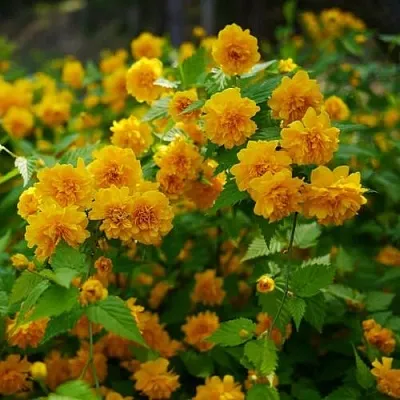 Керрия японская ПЛЕНИФЛОРА в Гродно