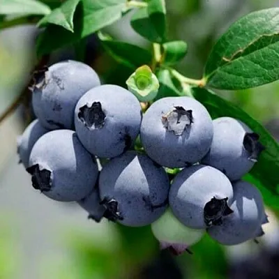 Голубика СИЕРРА  Голубика СИЕРРА в Гродно