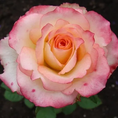 Роза ДУЭТ чайно-гибридная  Роза ДУЭТ чайно-гибридная в Гродно