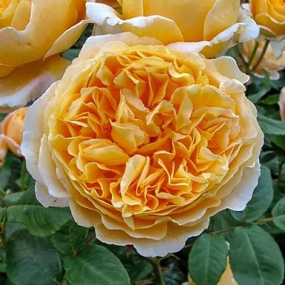 Роза БЕАТРИС английская  Роза БЕАТРИС английская в Гродно