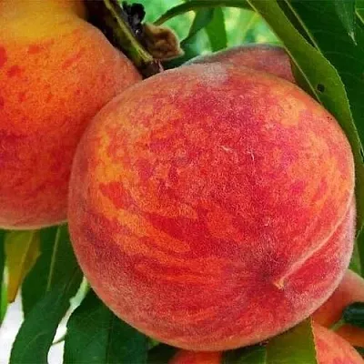 Персик ЗОЛОТОЙ ЮБИЛЕЙ  Персик ЗОЛОТОЙ ЮБИЛЕЙ в Гродно