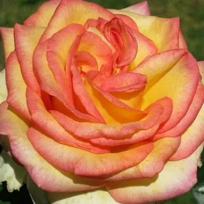 Роза АМАЗОНКА чайно-гибридная  Роза АМАЗОНКА чайно-гибридная в Гродно