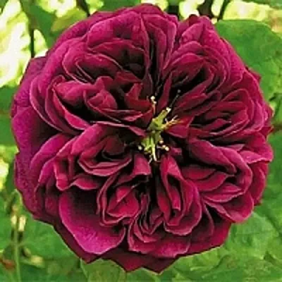 Роза ЗЕ ПРИНЦ английская  Роза ЗЕ ПРИНЦ английская в Гродно