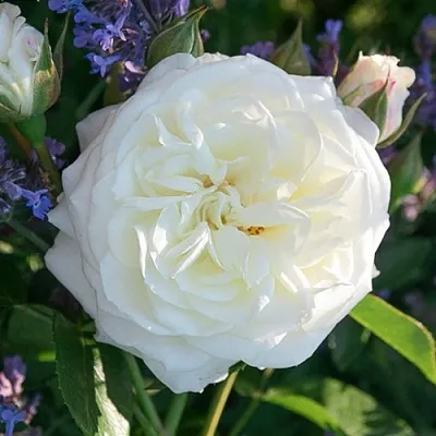 Роза АЛАБАСТЕР флорибунда  Роза АЛАБАСТЕР флорибунда в Гродно