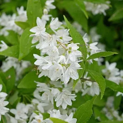 Дейция шершавая в Гродно