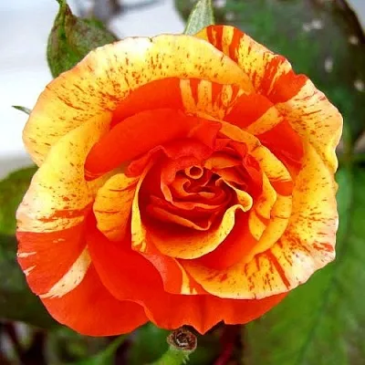 Роза АПЕЛЬСИН И ЛИМОН флорибунда  Роза АПЕЛЬСИН И ЛИМОН флорибунда в Гродно