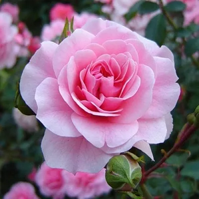 Роза БОНИКА флорибунда  Роза БОНИКА флорибунда в Гродно