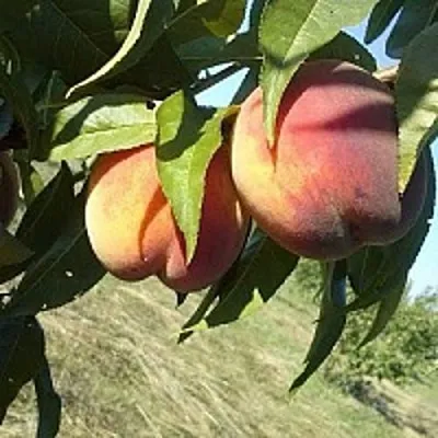 Персик СОФГАФЕН  Персик СОФГАФЕН в Гродно