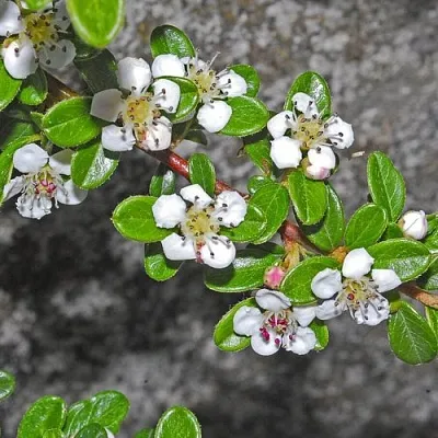 Кизильник ТАНГСТЕДТ горизонтальный  в Гродно
