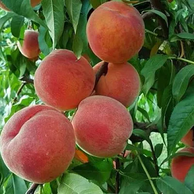 Персик САНКРЕСТ  Персик САНКРЕСТ в Гродно