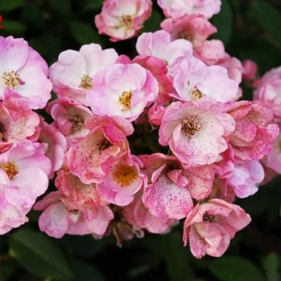 Роза АЛДЕН БИЗЕН мускусная  Роза АЛДЕН БИЗЕН мускусная в Гродно