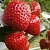 Клубника АРГЕНТЕРА в Гродно