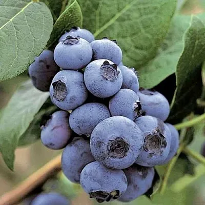 Голубика ПАТРИОТ  Голубика ПАТРИОТ в Гродно