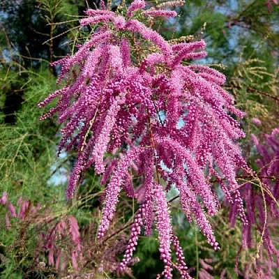 Тамарикс ПИНК КАСКАД в Гродно