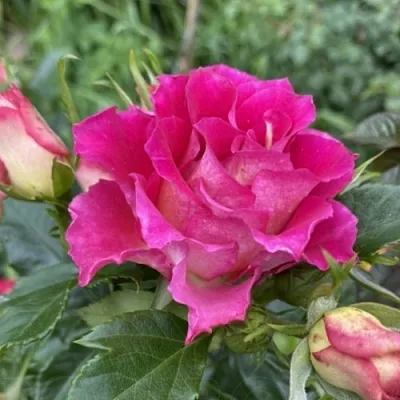 Роза БРЕРА флорибунда  Роза БРЕРА флорибунда в Гродно