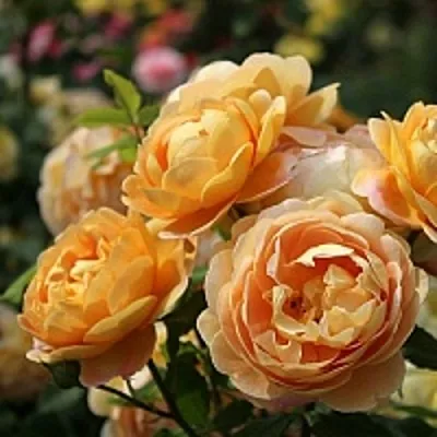 Роза ГОЛДЕН СЕЛЕБРЕЙШЕН английская  Роза ГОЛДЕН СЕЛЕБРЕЙШЕН английская в Гродно